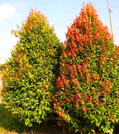 PUCUK MERAH PUCUK MERAH